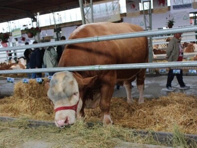 Disco - Najteži bik na sajmu