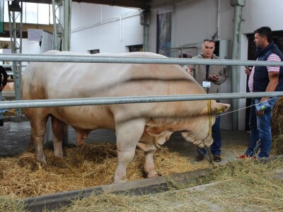 Disco - Najteži bik na sajmu