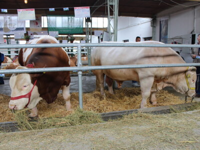 Disco - Najteži bik na sajmu