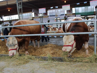 Disco - Najteži bik na sajmu