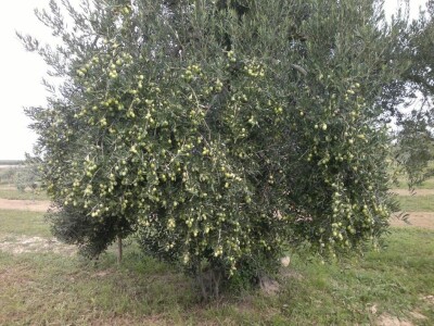 ISKUSTVO KAPETANA DUGE PLODVIDBE DARIA DISCORDIE: Talijanski lovci i psi mu harali po djedovini sve dok imanje nije kultivirao i na njemu posadio 350 stabala maslina!