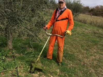 ISKUSTVO KAPETANA DUGE PLODVIDBE DARIA DISCORDIE: Talijanski lovci i psi mu harali po djedovini sve dok imanje nije kultivirao i na njemu posadio 350 stabala maslina!