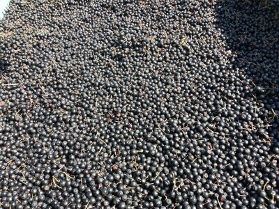 Distributivni centar za voće i povrće