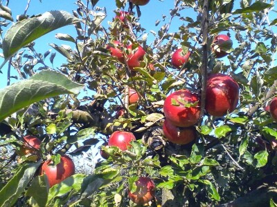 Distributivni centar za voće i povrće