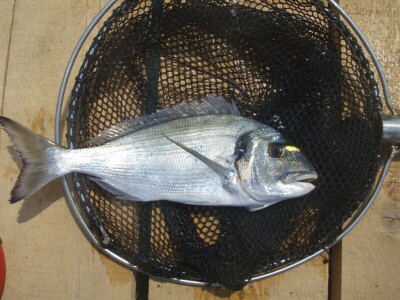 Divlja i uzgojena orada (komarča)