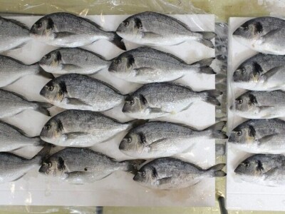 Divlja i uzgojena orada (komarča)