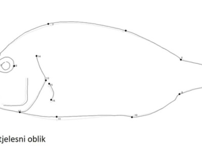 Divlja i uzgojena orada (komarča)