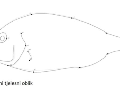 Divlja i uzgojena orada (komarča)