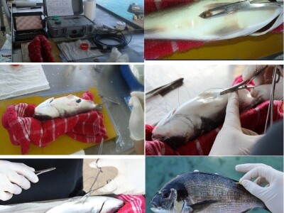 Divlja i uzgojena orada (komarča)