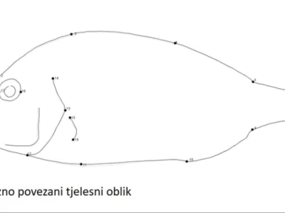 Divlja i uzgojena orada (komarča)