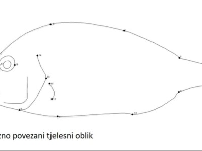 Divlja i uzgojena orada (komarča)