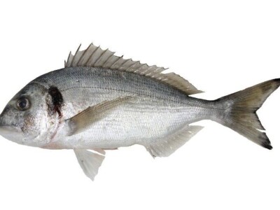 Divlja i uzgojena orada (komarča)