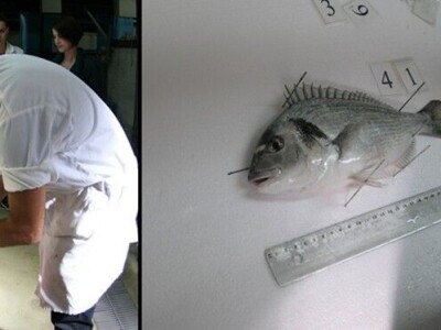 Divlja i uzgojena orada (komarča)