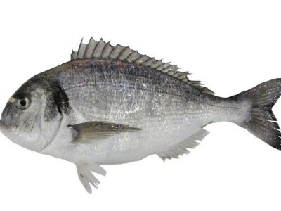 Divlja i uzgojena orada (komarča)