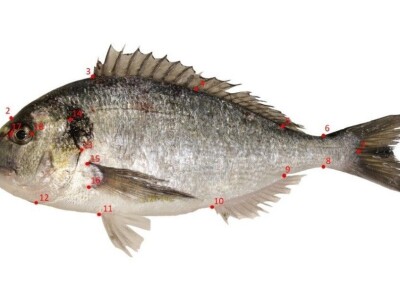 Divlja i uzgojena orada (komarča)