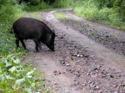 Divlja svinja na putu na otoku Hvaru