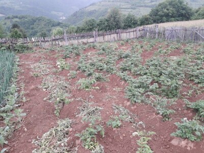 Divljač uništava usjeve, lov zabranjen, a uslovi za odštetu nerealni Divljač uništava usjeve, lov zabranjen, a uslovi za odštetu nerealni