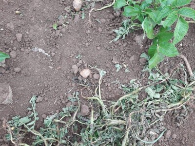 Divljač uništava usjeve, lov zabranjen, a uslovi za odštetu nerealni Divljač uništava usjeve, lov zabranjen, a uslovi za odštetu nerealni