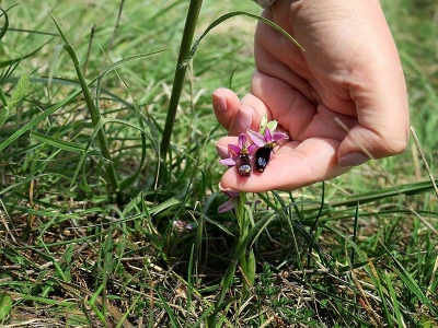 Divlje orhideje na jugu Istre, Kamenjak