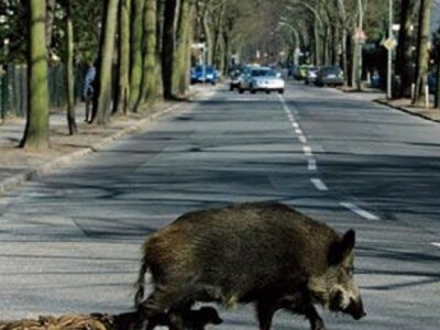 Divlje svinje na cesti