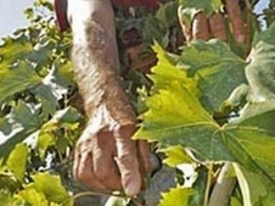 Divlje svinje obrale grožđe u Sućurju