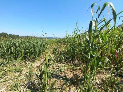 Divlje svinje "obrale" kukuruz prije domaćina