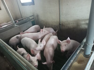 Divlje svinje "obrale" kukuruz prije domaćina