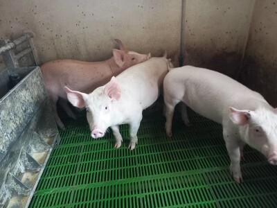 Divlje svinje "obrale" kukuruz prije domaćina