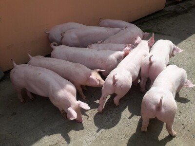 Divlje svinje "obrale" kukuruz prije domaćina