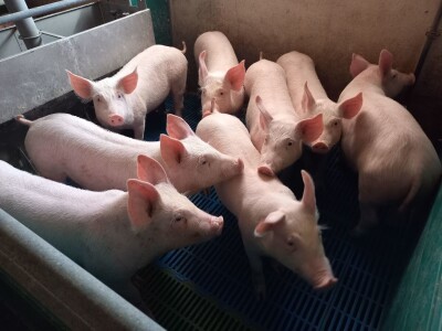 Divlje svinje "obrale" kukuruz prije domaćina