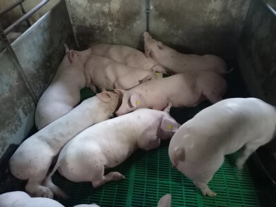 Divlje svinje "obrale" kukuruz prije domaćina