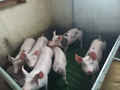 Divlje svinje "obrale" kukuruz prije domaćina