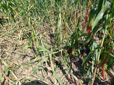 Divlje svinje "obrale" kukuruz prije domaćina