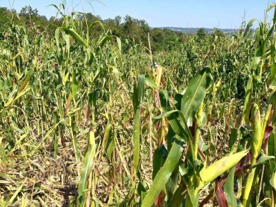 Divlje svinje "obrale" kukuruz prije domaćina