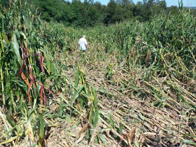Divlje svinje "obrale" kukuruz prije domaćina