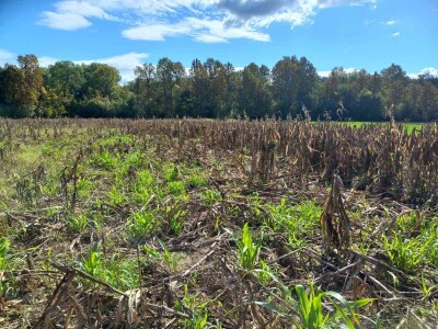 Divlje svinje "obrale" kukuruz prije domaćina