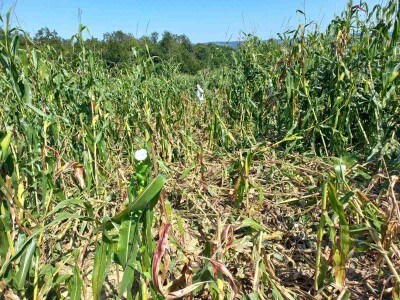 Divlje svinje "obrale" kukuruz prije domaćina