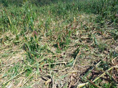 Divlje svinje "obrale" kukuruz prije domaćina