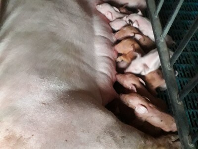 Divlje svinje "obrale" kukuruz prije domaćina