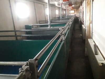 Divlje svinje "obrale" kukuruz prije domaćina