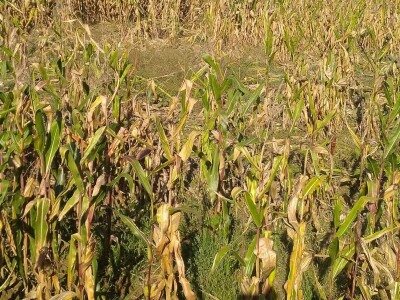 Divlje svinje pojele kukuruz Daria Abramovića