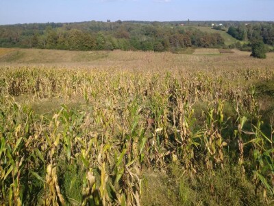 Divlje svinje pojele kukuruz Daria Abramovića