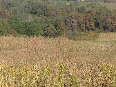 Divlje svinje pojele kukuruz Daria Abramovića