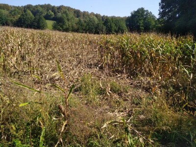 Divlje svinje pojele kukuruz Daria Abramovića