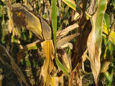 Divlje svinje pojele kukuruz Daria Abramovića