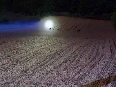 Divlje svinje pustoše usjeve kukuruza