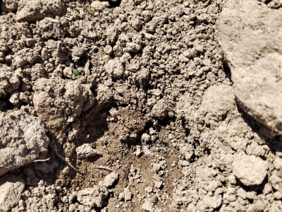 Divlje svinje pustoše usjeve kukuruza