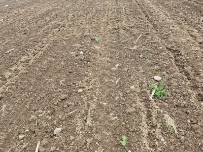 Divlje svinje pustoše usjeve kukuruza