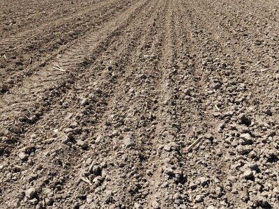 Divlje svinje pustoše usjeve kukuruza