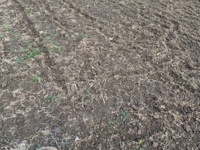 Divlje svinje pustoše usjeve kukuruza